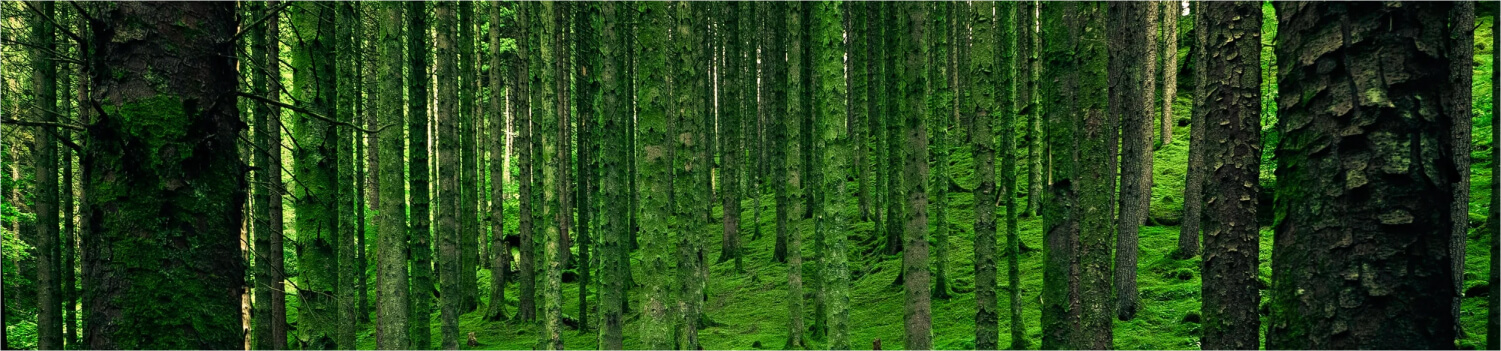 For FundApps, planet comes first. A hooded figure walks among tall trees and greenery. 