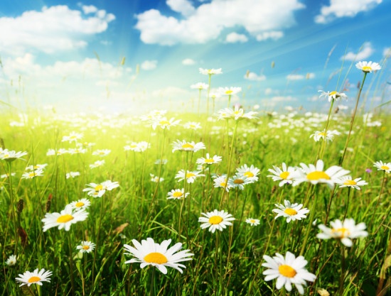 field daisy flowers.jpg