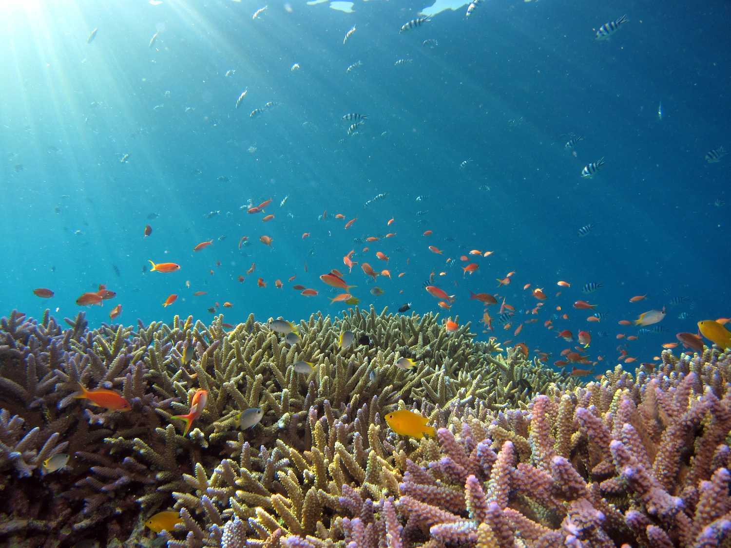 FundApps is the biggest fish in the regulatory compliance pond. Variety of fish surrounded underwater reefs with sunshine peaking through.