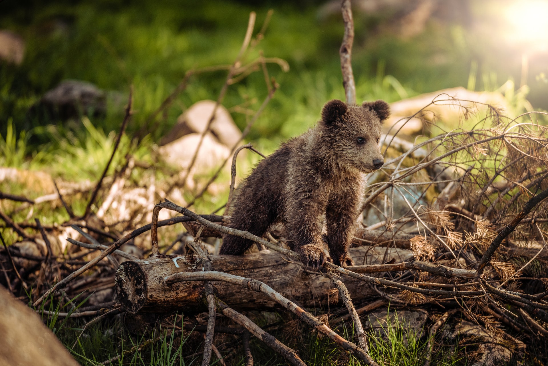janko-ferlic-SDivo1PTBDs-unsplash