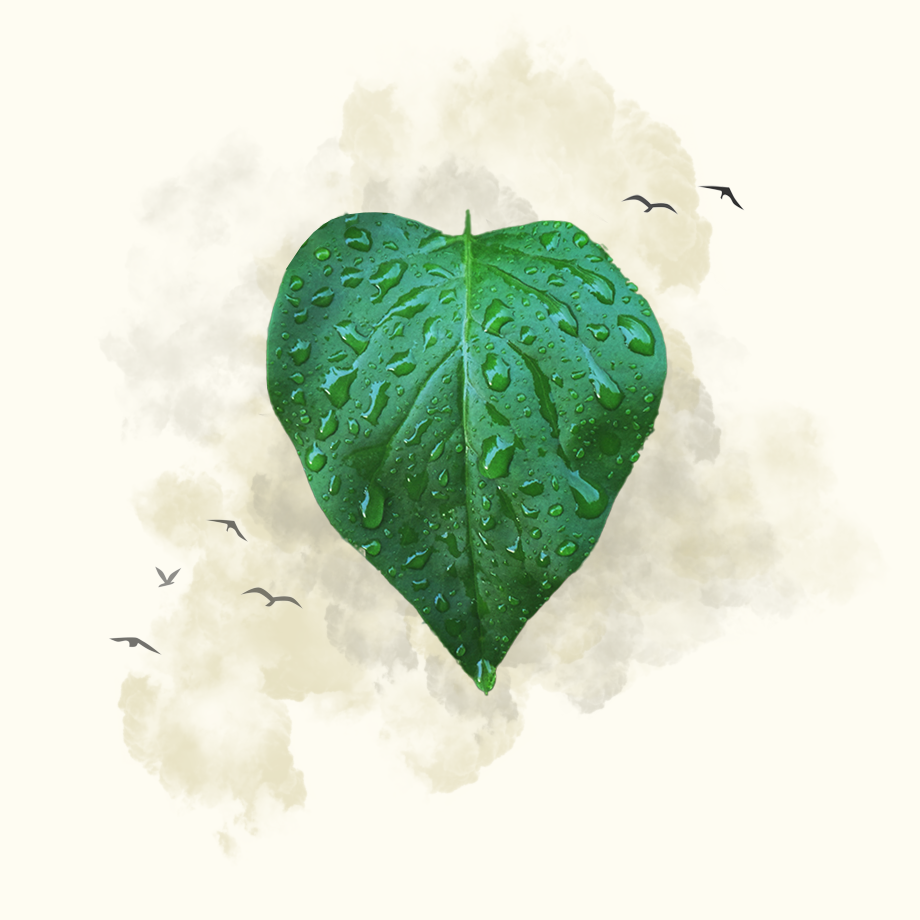 We’ve shown we can do it. In 2023, we made a splash to reach neutrality by offsetting 100% of our 2021 emissions. Water droplets on a leaf