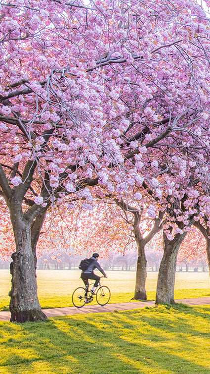 At FundApps we ride the extra mile, helping financial service companies with our automated solutions. Man biking under pink blossom trees. 