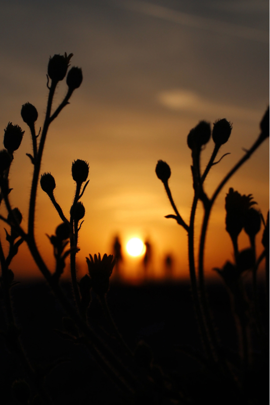 FundApps works in the shadows ensuring you can submit disclosures with a click of a button. Flowers in the shadow with a golden sunset a the back.