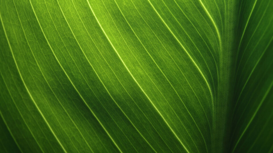Close-up view of green leaf texture showing intricate details of leaf veins and natural patterns illuminated by sunlight